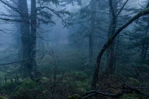 Frédéric-Demeuse-photography-forêts-primaires-forgotten-places-forest-photographer-WALD